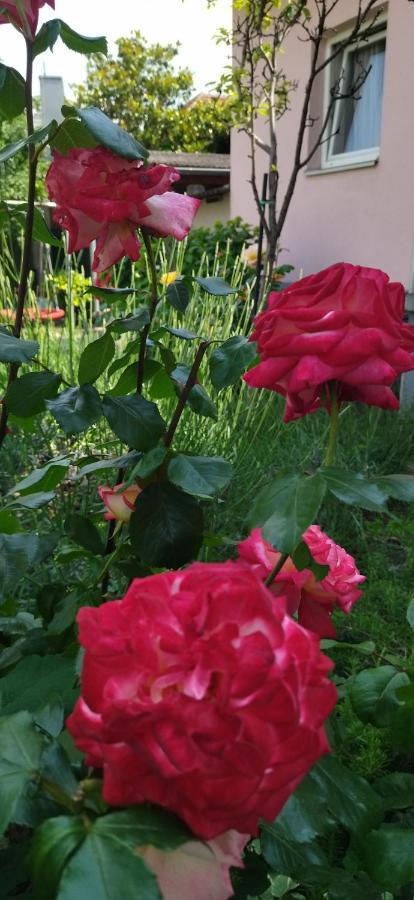 Studio Apartman Dolenac Apartment Zagreb Luaran gambar